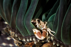 Filter feeding of the porcelain crab. by Mehmet Salih Bilal 